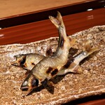 Toyoda - 活きている鮎の塩焼き（天龍川）：◎◎◎