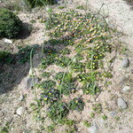 結々亭 - 庭には花が一杯。