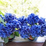 赤い屋根 - 美しい✨✨✨