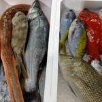 Direct delivery from Tosashimizu and other production areas! We also have wild local fish that is rarely eaten.