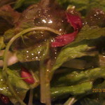 コンチェルト - サラダ、アップ！