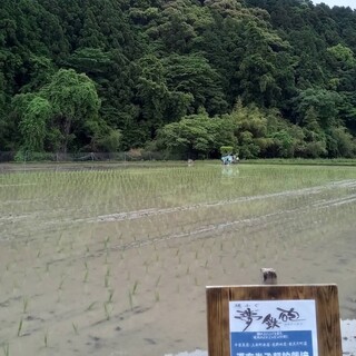 쌀을 고집하고 있습니다! 도쿠시마현산 한방쌀을 사용.