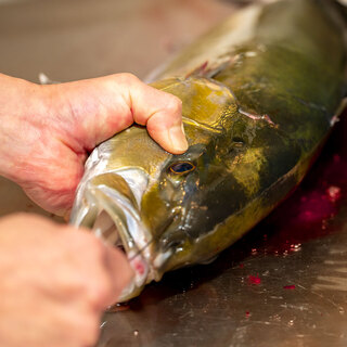 [Live fish nerve finishing fresh fish] Excellent freshness! Crunchy texture!