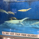 せいもん払い - 