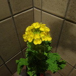 Kahala - 洗面所の菜の花