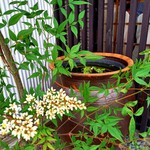 海鮮食堂 さばや - 