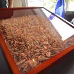 プレゼンテ スギ - 