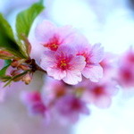 ル・ジャルダン -  早咲きの桜は満開です(2013年3月11日)