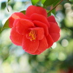 ル・ジャルダン - 椿山荘の椿も見頃(2013年3月11日)