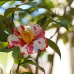 ル・ジャルダン - 椿山荘の椿も見頃(2013年3月11日)