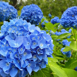 京都大原三千院 - 三千院 紫陽花苑