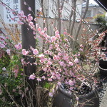 国分寺そば - 桜。