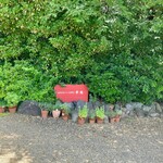 パスト エ カフェ 幸庵 - 新緑の中の看板