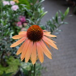 志な乃 - 曇天下の、なんらかの花