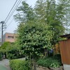 Yoshimura - 木がいっぱい。