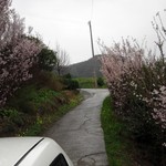 Yume Urara - 桜の道をあがります