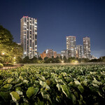 根津 焼鳥 照隅 - 帰路の不忍池