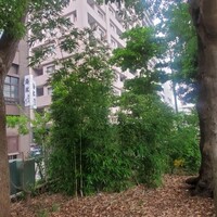 日本料理 梅林 - 