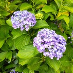 うなぎ亭 友栄 - この時期、『うなぎ亭 友栄』の周囲は、アジサイの花で綺麗でした。