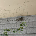 中華そば麦右衛門 - 今年もツバメちゃん来てます