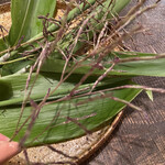 余市SAGRA - 稲の穂のような笹の花