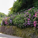 Chuugoku Shoujin Ryouririnrin - 道のりの見事な紫陽花達。