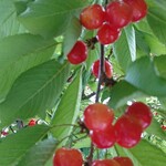 オウ ショウ カフェ - 