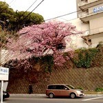 でん助茶屋 - ２０１３／０３／ＸＸ　熱海桜が満開でした。
