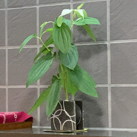 天白 - 半夏生が生けられ