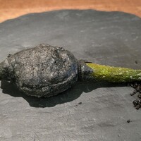 イル ギオットーネ 京都本店 - 