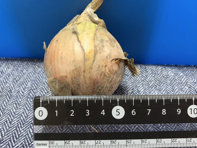 菅井農園 - 美田園（その他）の写真