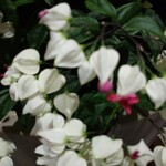 GODIVA - 汐留シティセンターの お花