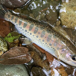 旅荘 みなと - 朝釣れたヤマメ