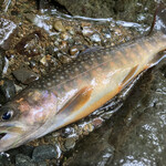 旅荘 みなと - 朝釣れたイワナ