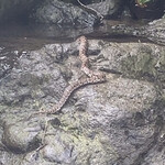 旅荘 みなと - マムシ遭遇