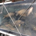 田代鮮魚 - 料理写真: