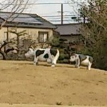 さんぽ道 - 牛さんがｗ