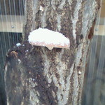 宮野屋 - 玄関先の椎茸