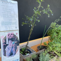 RISPETTO - 