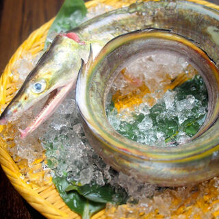 旬の食材、鱧！