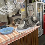 パリー食堂 - 気の向くままに店内を行き来する看板猫のパリ子ちゃん