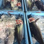 Sushikoto Katsuo - 