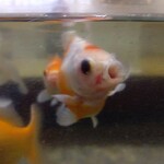 そば処 緑寿庵 - 