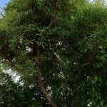 アルバトロス - 