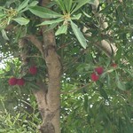 アルバトロス - 