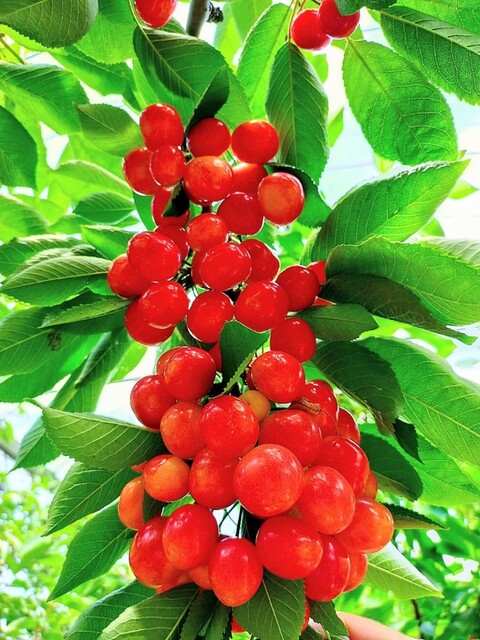 曲屋果樹園 平野店 &ndash; 福島のフルーツ体験とカフェ