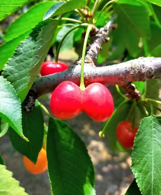 曲屋果樹園 - 平野（その他）の写真