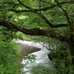 清流の森 - 馬場目川