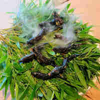 御料理ふじ居 - 天然鮎