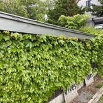 エグ・ヴィヴ - 